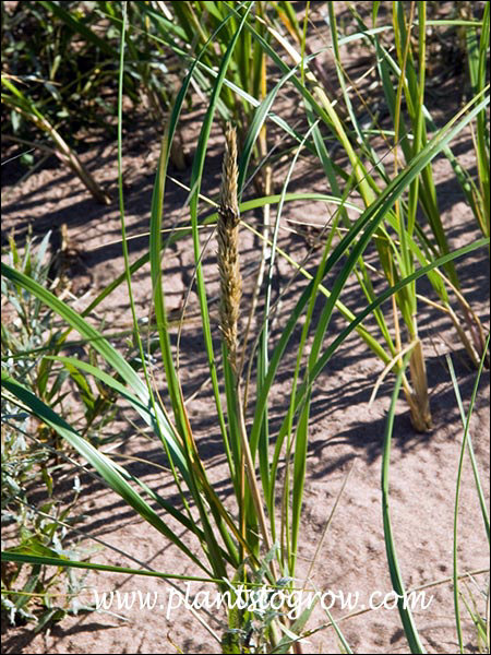 Dune grass inflorescence